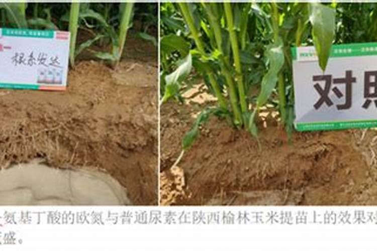 棉粕的含c和n是多少