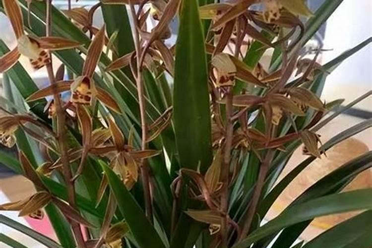 墨兰花谢后如何养护