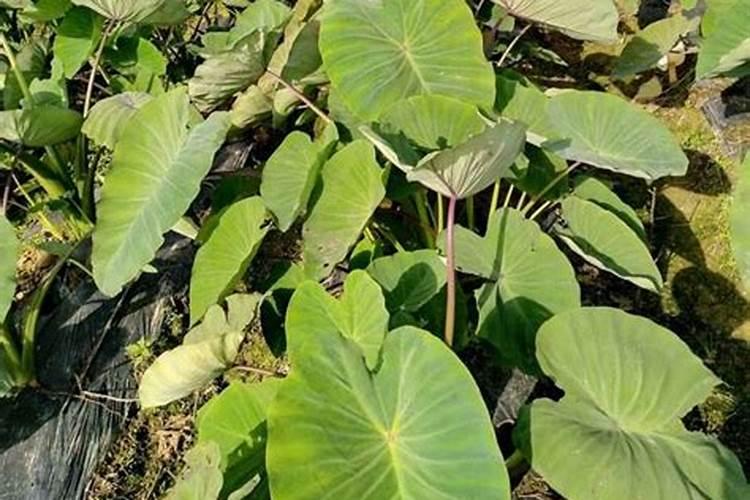 扶桑什么时候剪枝合适