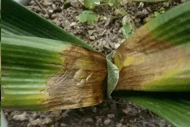 杜鹃花施什么肥最好