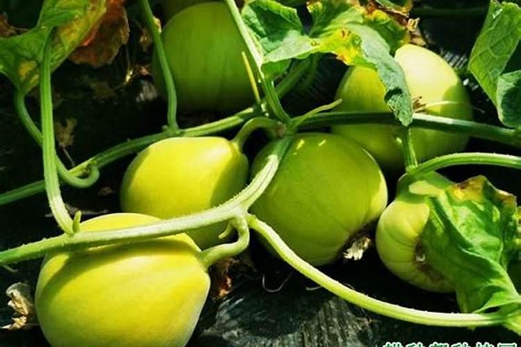 磷肥和钙肥能一起用吗 磷肥是酸性还是碱性的