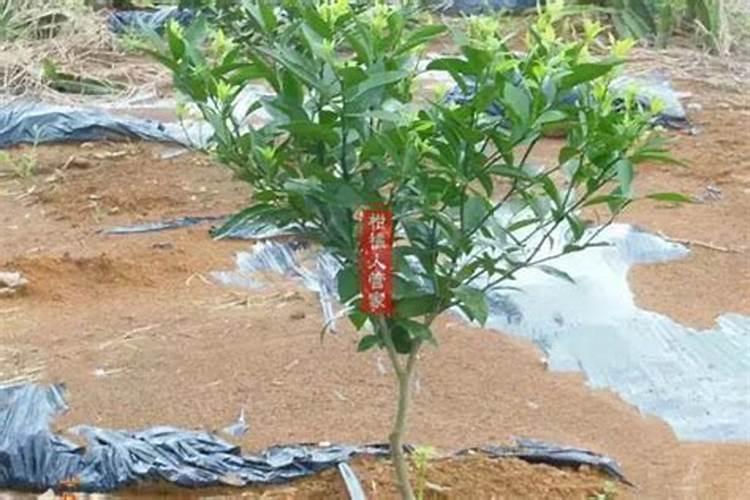 沃柑一年施肥方案