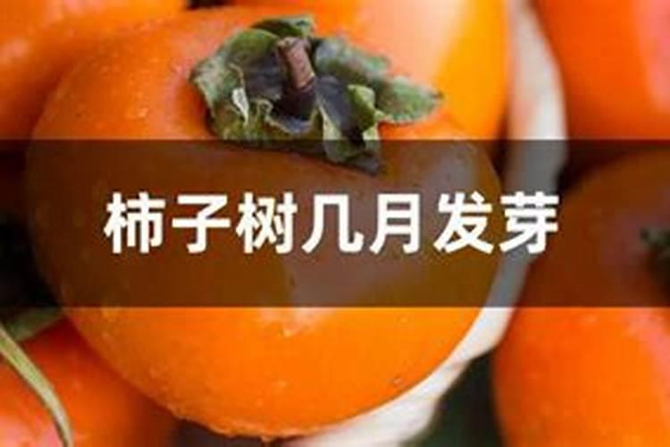 怎样防止柿子树落果