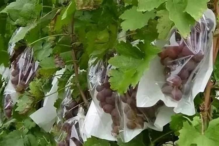 柿子树怎么施肥