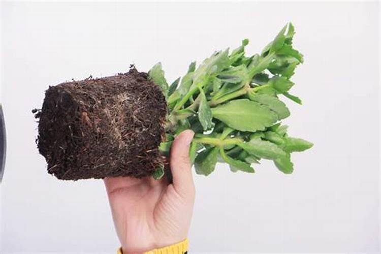 养多肉用什么肥料不会烧根