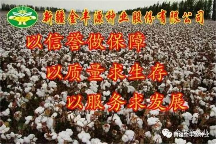 新疆棉花底肥施用用量