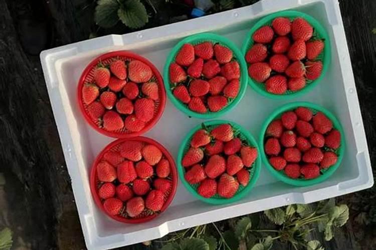 牡丹施肥用什么肥料