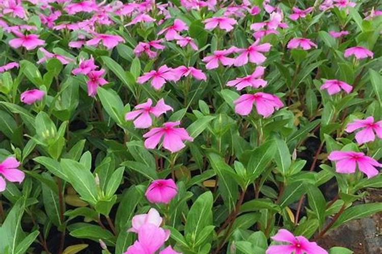长春花施什么肥最好