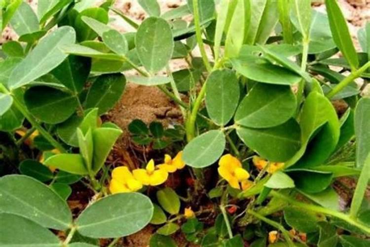 榨过油的花生饼渣能直接撒地里当肥料吗