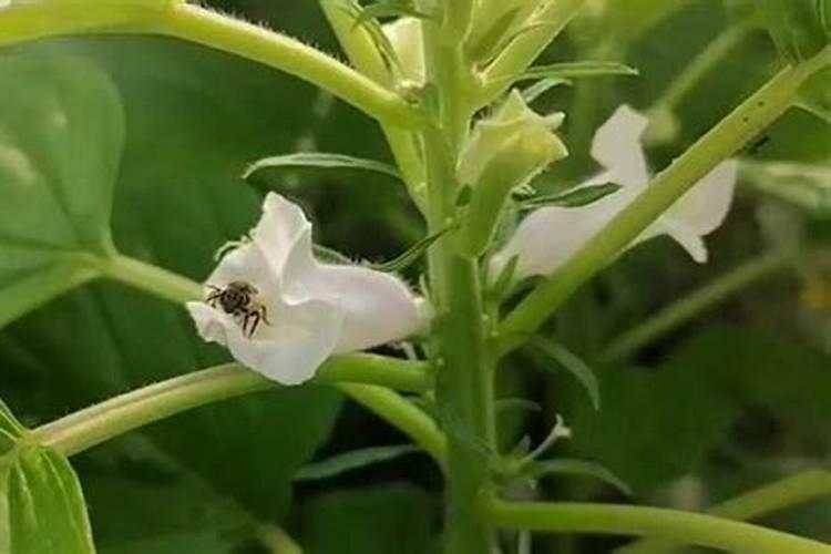 芝麻价格最新市场行情怎么样？种植施肥技术要点有哪些？
