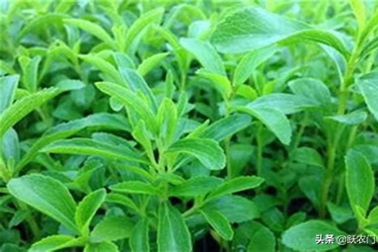 甜叶菊滴什么肥料增加叶子厚度