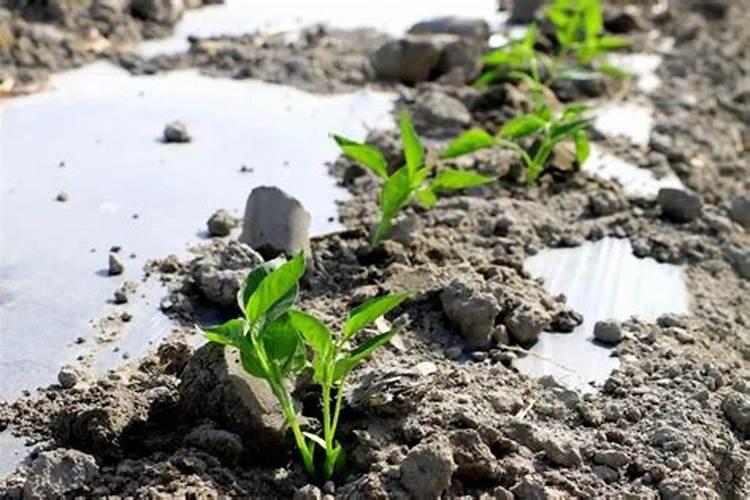 抗病毒的西红柿品种有哪些？