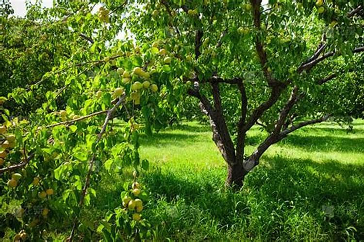 用芋头最快提苗化肥