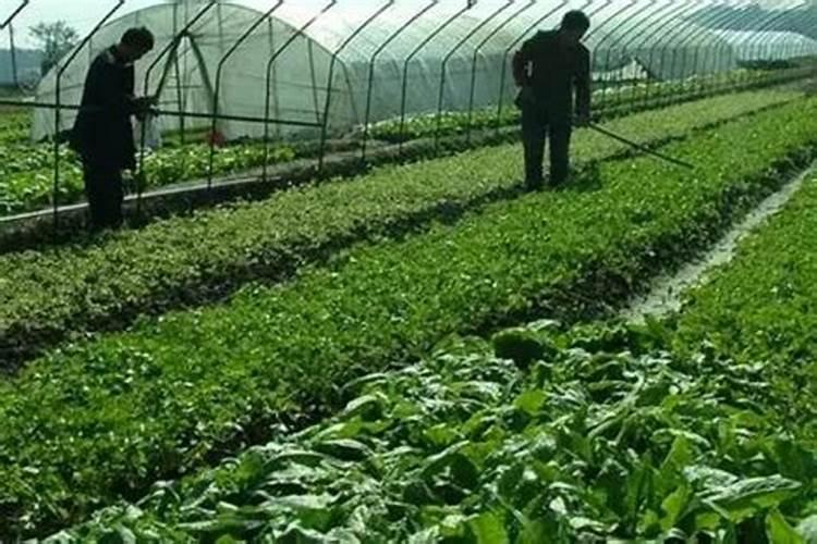 美仕达节能锅是哪生产的