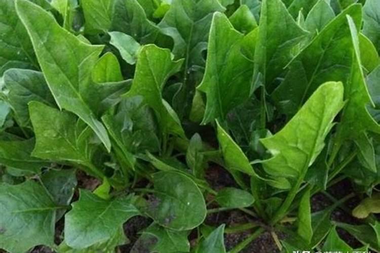 临朐大樱桃棚春棚春棚规程