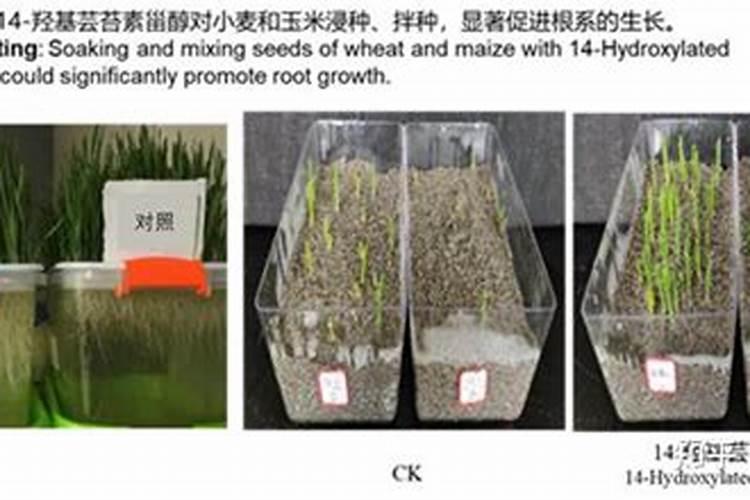 芸苔素内酯如何兑水