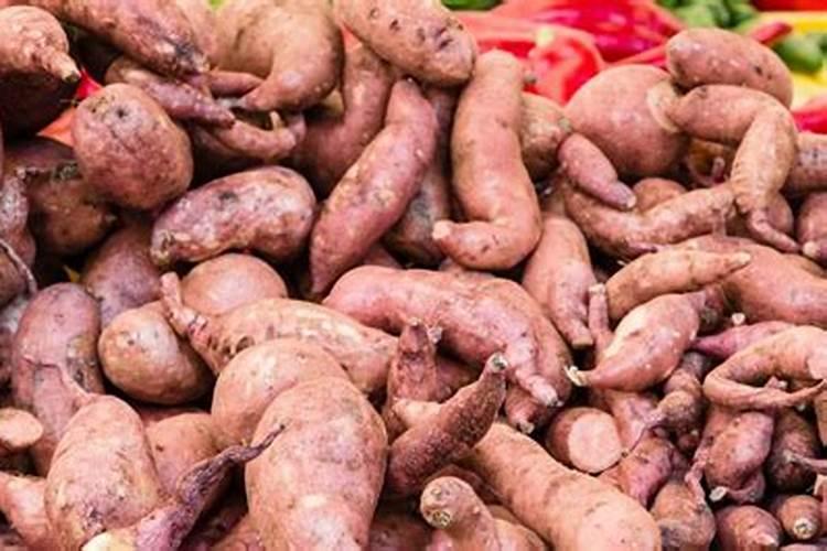 芸豆开花时,可以浇水和施肥吗？