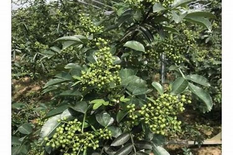 花椒秋冬季施什么肥好