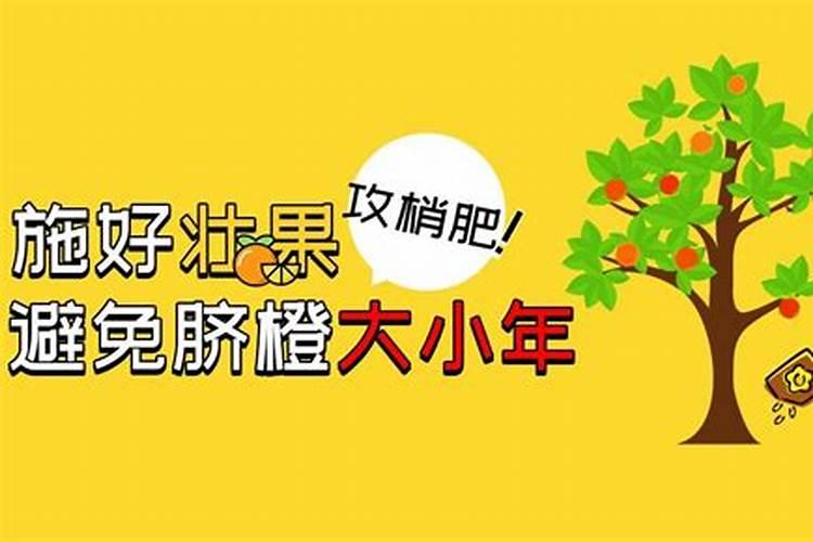 脐橙壮果施什么肥