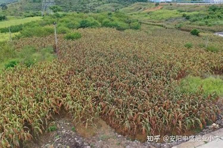 种高粱用什么化肥好 怎么施肥效果好