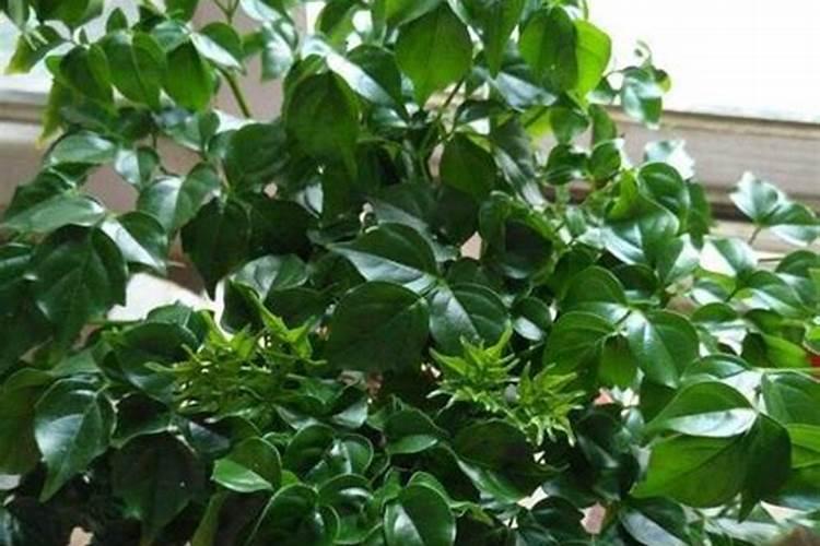 幸福树多久施肥一次