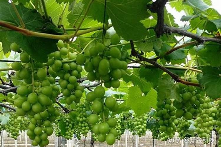 如何施用硼肥？