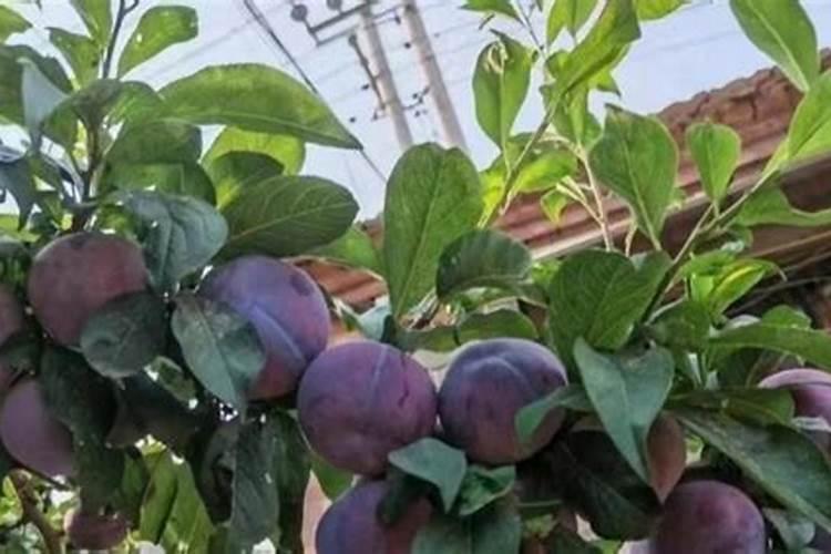 樱花树的生长环境和特点在哪里？