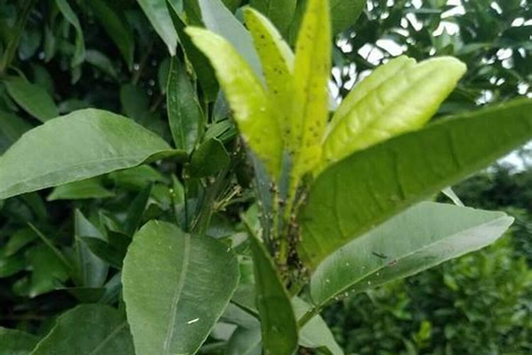 如何种植菠萝蜜 种植菠萝蜜的方法