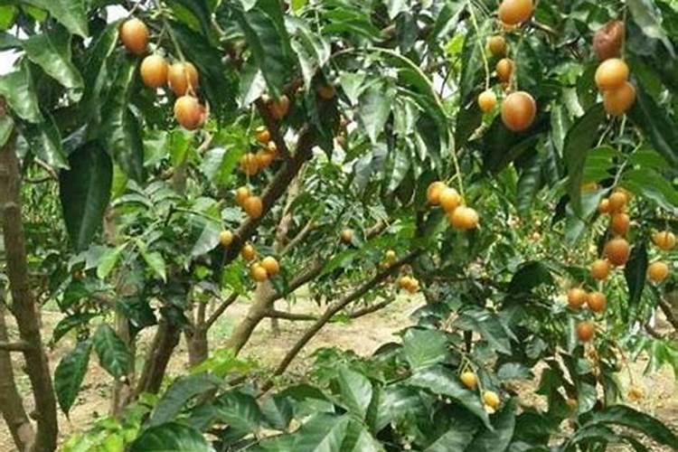 桃树苗种植步骤桃树怎么施肥好