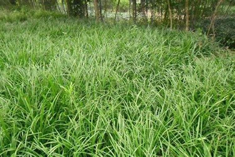 小麦冬浇施肥好还是春浇施肥好？