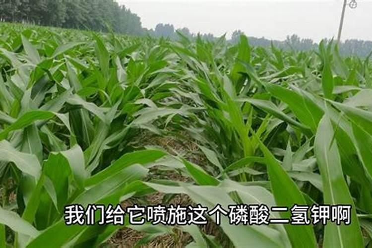 玉米苗期可以喷叶面肥吗？