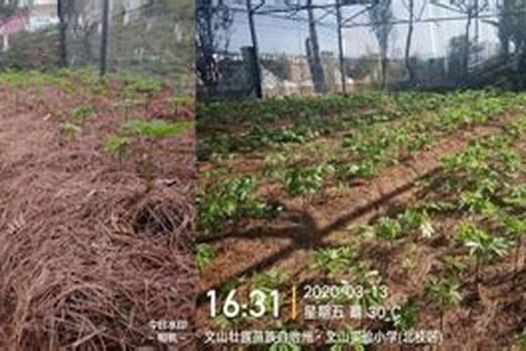 种植大蒜遇到黄化死亡的情况,该如何应对？
