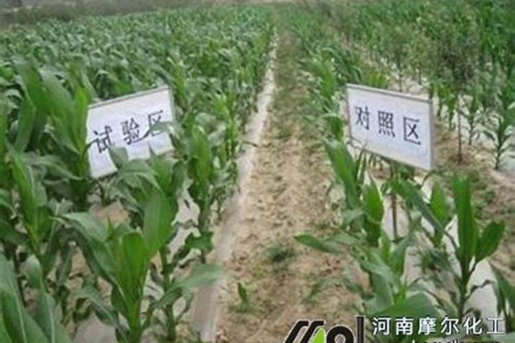 大蒜的营养特性与需肥特点是什么？如何给大蒜正确施肥？