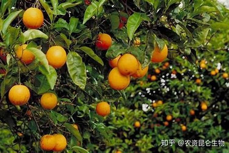 《查理与巧克力工厂》作者介绍