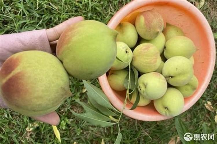 鹰嘴桃多少年可以挂果