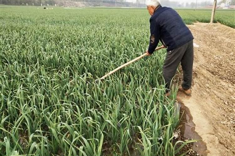 霜降后大蒜千万别偷懒!做好这2次追肥,蒜薹如手指,蒜头拳头大百度知 ...