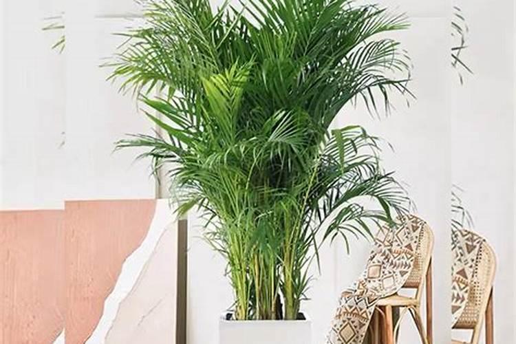 夏威夷树的树干发黄怎么办