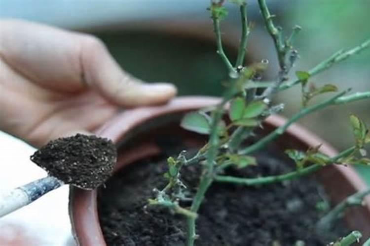 树状月季好养吗,该怎么养护