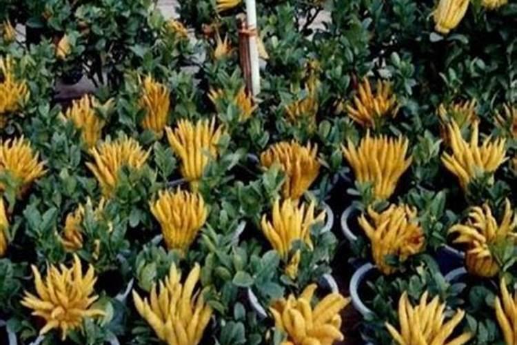 膨大素哪个品牌的最好