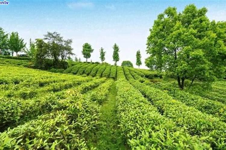 石家庄群鑫生物科技有限公司怎么样？