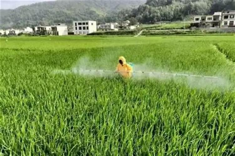 水溶肥下雨天施肥好吗