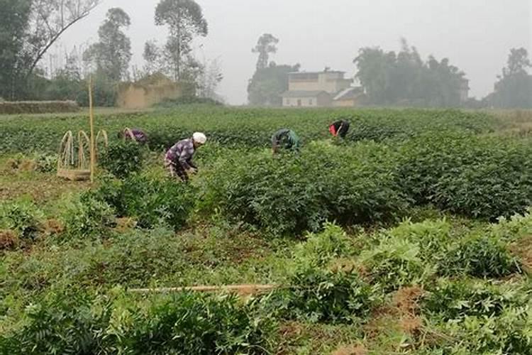 百合要怎样施肥？