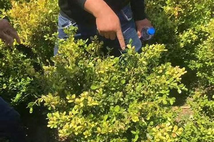 苹果树6月份施什么肥