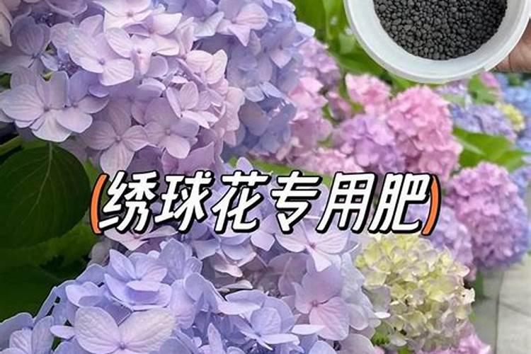 皂角肥料适合哪些植物