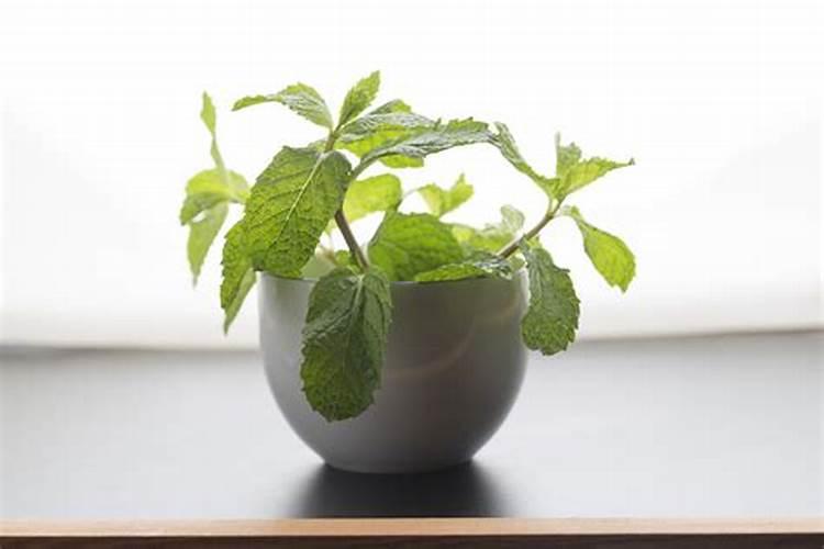 黄腐酸钾的成分与作用？矿源黄腐酸钾与生化黄腐酸钾哪个好