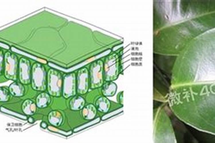 康朴叶面肥!怎样喷施樱桃？