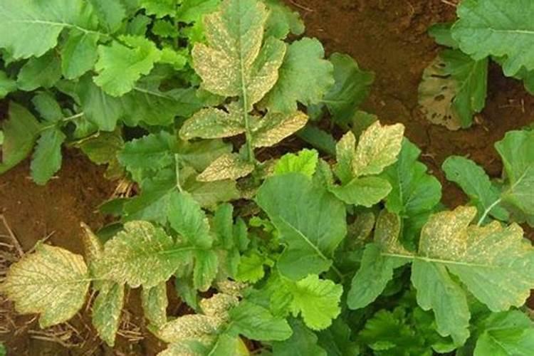 腐植酸钾零售和批发价格差多少