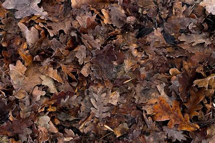 落叶直接埋土里能做肥料吗