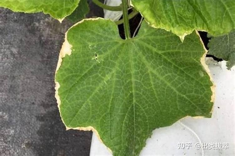 黄瓜施什么肥好