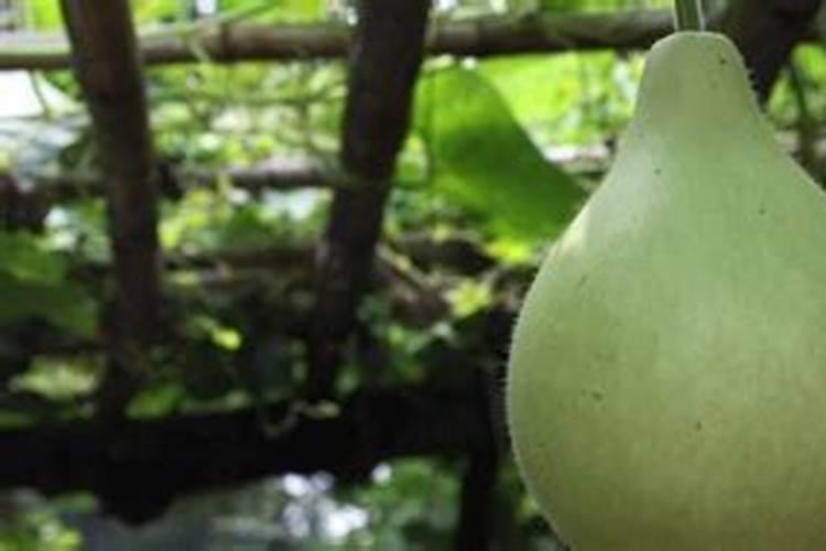 大棚阴天下雨可以打叶面肥吗？